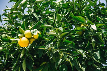 Wall Mural - Orange tree