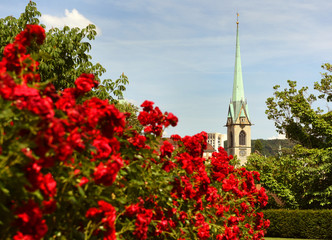 Canvas Print - Zurich cityscape with Predigerkirche church and roses flowers in the foreground, Switzerland