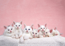 Seven Fluffy White Kittens Laying On An Off White Sheepskin Bed Looking Forward, Pink Background.