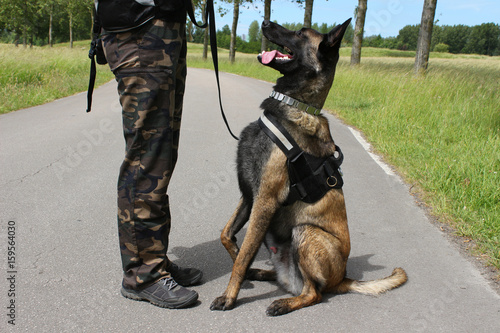 Fotografía un berger belge malinois chien militaire à l'ecoute de son maitre en position as