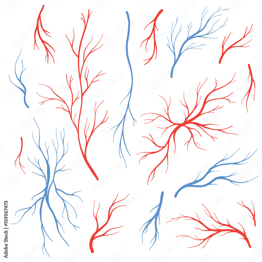 Human blood veins and arteries vector set Stock Vector | Adobe Stock