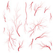 Human blood veins and arteries vector set