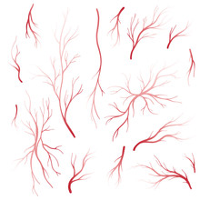 Human Blood Veins And Arteries Vector Set