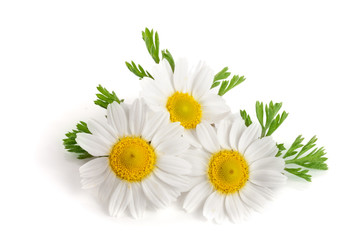 Three chamomile or daisies with leaves isolated on white background