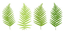 Realistic Tropical Green Fern Leaves Set Isolated On White Background.