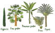 Vector drawn set of tropical palm trees and plants in a sketch style. Exotic collection.