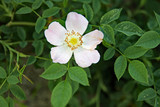 Fototapeta  - kwiat różyczka róż