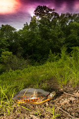 Wall Mural - Eastern Painted Turtle