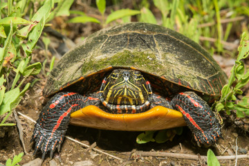 Wall Mural - Eastern Painted Turtle