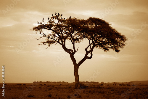 Zdjęcie XXL Park narodowy Amboseli
