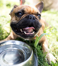 Dog Drinking Water From A Bowl Outdoors