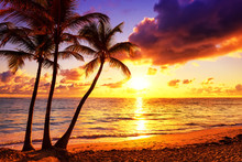 Coconut Palm Trees Against Colorful Sunset