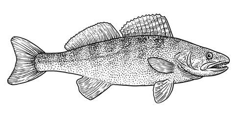 Wall Mural - Pike perch illustration, drawing, engraving, ink, line art, vector