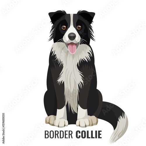 Fotomural Border Collie pet isolated on white vector illustration
