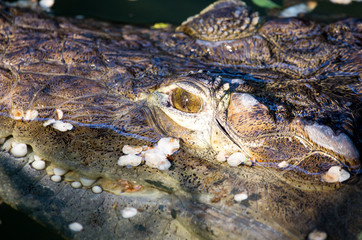 Poster - Head of a crocodile in a pond at the zoo