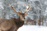 Fototapeta Zwierzęta - Lonely stag with Snowflakes. of a noble red deer, while looking at you in winter time. Wild buck deer with large antlered in the snow. A bulk elk, with a full set of antlers, Belarus, Vitebsk region.