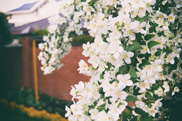  Blurred background with spring white blooming