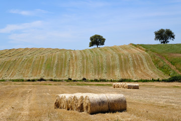 Countryside summer landscape. Farm field and harvest view