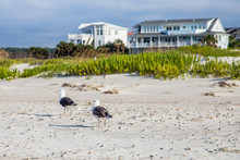 Two Seagulls In The Foreground Of Beautiful Beach Houses On The East Coast