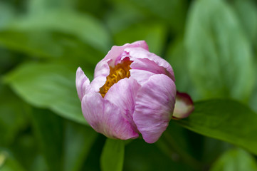 Pink peony flower on green background. Soft focus.