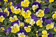 Yellow And Purple Pansies Background.