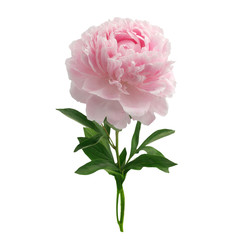 Wall Mural - Pink peony isolated on white background