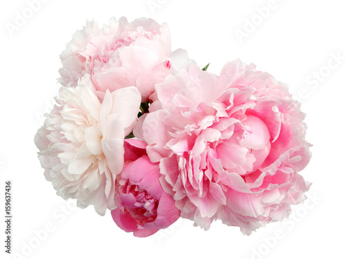 Fotomural Pink peony flower isolated on white background