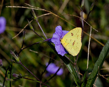 Cloudless Sulphur Butterfly On A Coral Purple Geranium Flower In A Natural Landscape