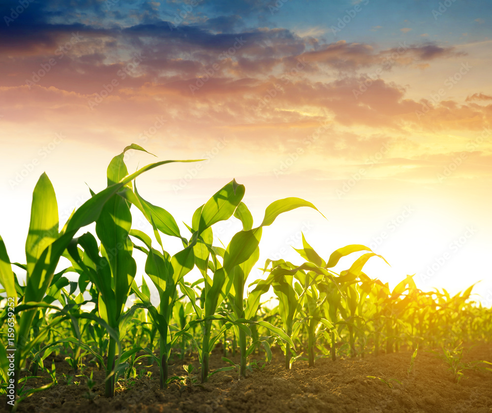 Green corn field in the sunset. - obrazy, fototapety, plakaty 