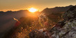 Edelweiss auf Fels in der Abendsonne in den Alpen als Panorama