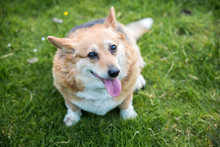 Friendly Overweight Corgi Dog Sat On Grass Looking Up And Panting