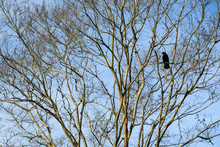 Crow In A Deciduous Tree Against A Blue Sky As A Background
