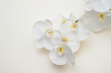 Romantic Branch Of White Orchid