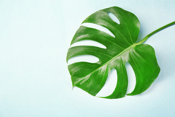 Poster - Green tropical leaf on light background