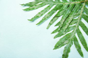 Canvas Print - Green tropical leaves on light background