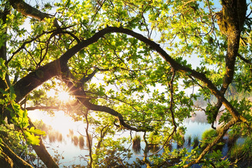 Wall Mural - sunlight through oak tree branches