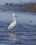 Fototapeta Zwierzęta - Snowy Egret in a natural landscape