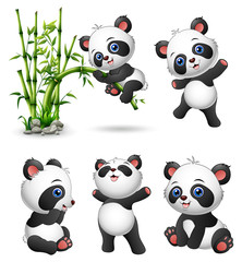 Poster - Cute baby pandas collection