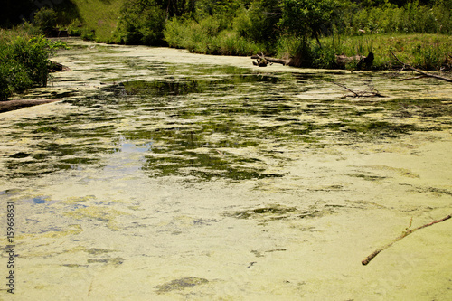 Fotografia, Obraz Landscape view of lake with green algae