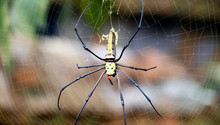 Spider On Spider Web In The Garden. 