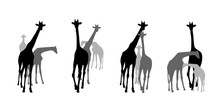 Family Group Of Black And Grey Giraffes Silhouettes. Wild Animal, Vector Illustration Isolate On White Background.