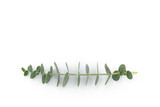 Fototapeta Dziecięca - Baby eucalyptus leaves wreath on white background with copy space