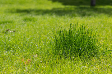 grassy patch