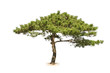 pine tree isolated