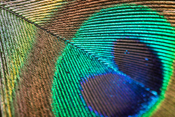 .Beautiful peacock feathers