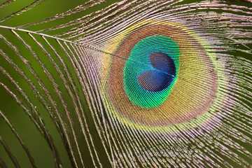 .Beautiful peacock feathers