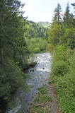 Fototapeta Pomosty - Nice view of the mountain river. The mountain river flows rapidly among the Carpathian mountains and coniferous forests.