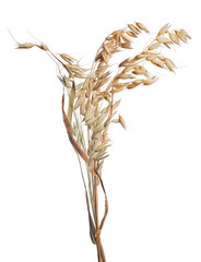 Sticker - isolated golden group of dry oat