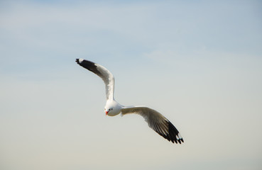 Beautiful Seagull flying in the sky