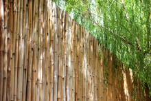 Bamboo Fence With Weeping Willow Tree